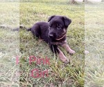 Small Photo #6 German Shepherd Dog Puppy For Sale in SENECA, SC, USA