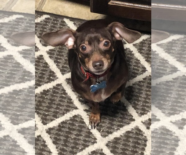 Medium Photo #1 Chiweenie Puppy For Sale in Fruitland, SC, USA