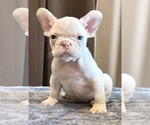 Small #1 French Bulldog