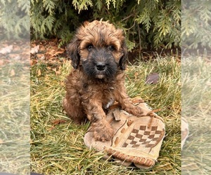 Whoodle (Miniature) Puppy for sale in MIDDLEBURY, IN, USA