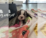Small Photo #7 English Bulldog Puppy For Sale in SPRING HILL, FL, USA