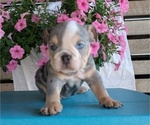 Small #2 English Bulldog