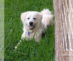 Small #6 Great Pyrenees