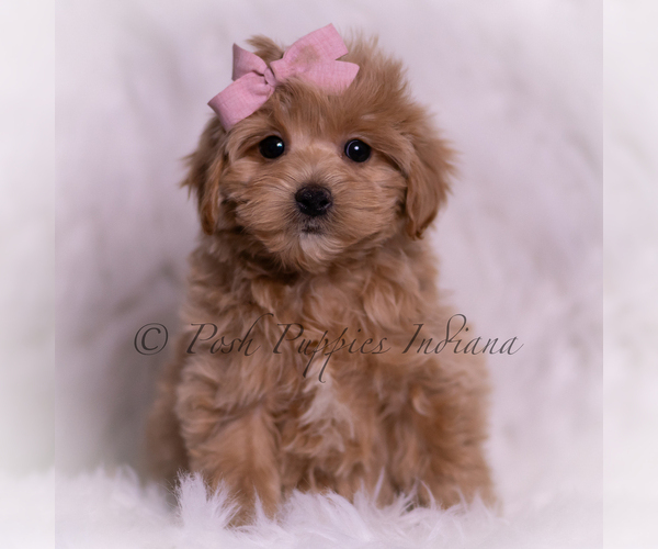Medium Photo #107 Maltipoo (Miniature) Puppy For Sale in WARSAW, IN, USA