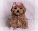 Small #5 Maltipoo (Miniature)