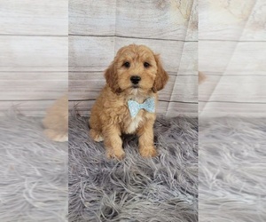 Goldendoodle (Miniature) Puppy for sale in INDIANAPOLIS, IN, USA