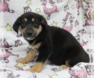 Mutt Dogs for adoption in Thief River Falls, MN, USA