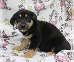 Small Mutt