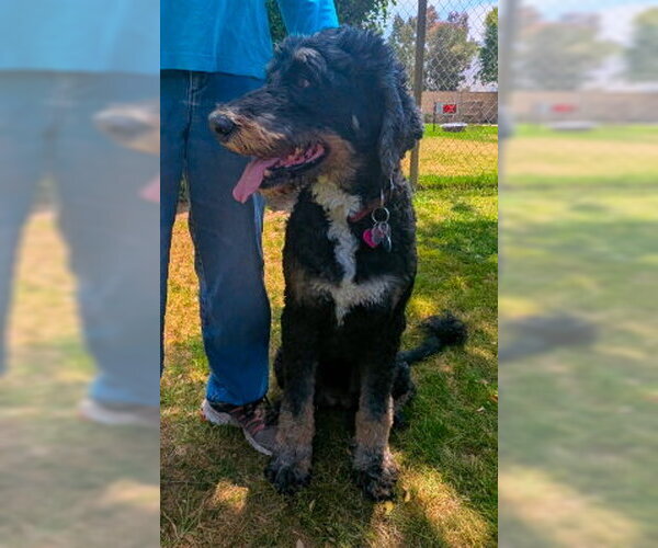 Medium Photo #3 Bernese Mountain Dog Puppy For Sale in Ventura, CA, USA