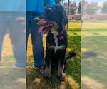 Small #2 Bernese Mountain Dog