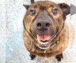 Small #1 American Pit Bull Terrier Mix