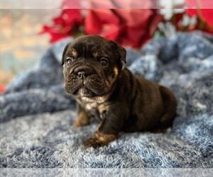 English Bulldog Puppy for sale in OOLOGAH, OK, USA