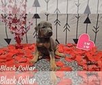 Puppy BLUE COLLAR Doberman Pinscher