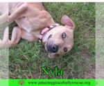 Small #1 Labrador Retriever Mix