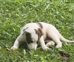 Small #9 Borador