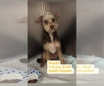 Small #1 Mutt