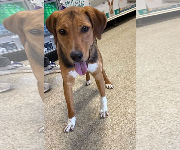 Medium Photo #12 German Shepherd Dog-Unknown Mix Puppy For Sale in Rustburg, VA, USA