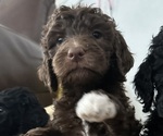 Small Photo #1 Goldendoodle Puppy For Sale in OTTAWA LAKE, MI, USA