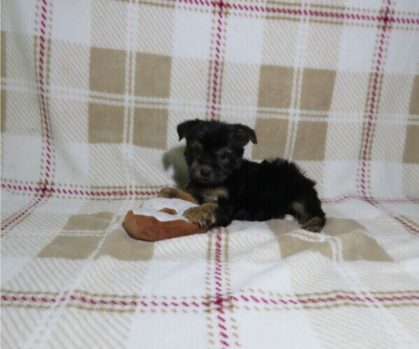Medium Photo #2 Yorkshire Terrier Puppy For Sale in COOKEVILLE, TN, USA