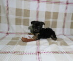 Small #1 Yorkshire Terrier