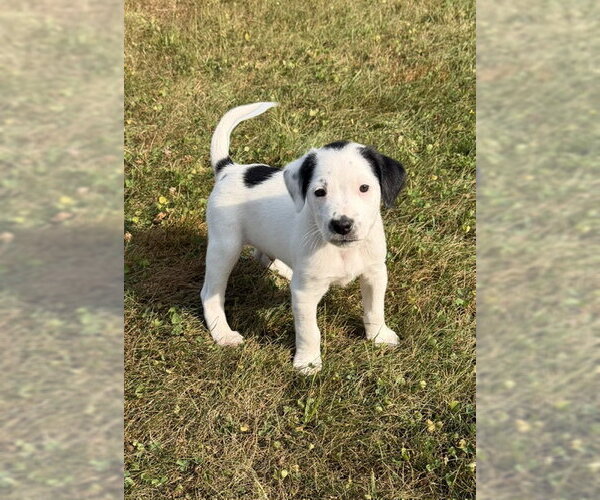 Medium Photo #1 Labrador Retriever-Unknown Mix Puppy For Sale in Duluth, MN, USA