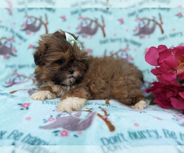 Medium Photo #2 Shih-Poo Puppy For Sale in LAKELAND, FL, USA