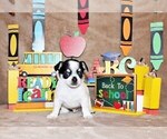 Small Photo #37 Chihuahua Puppy For Sale in CHARLESTON, AR, USA