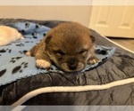 Small #6 Shiba Inu