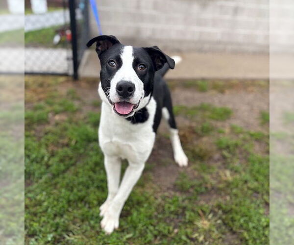Medium Photo #1 Border Collie-Unknown Mix Puppy For Sale in Boston, MA, USA