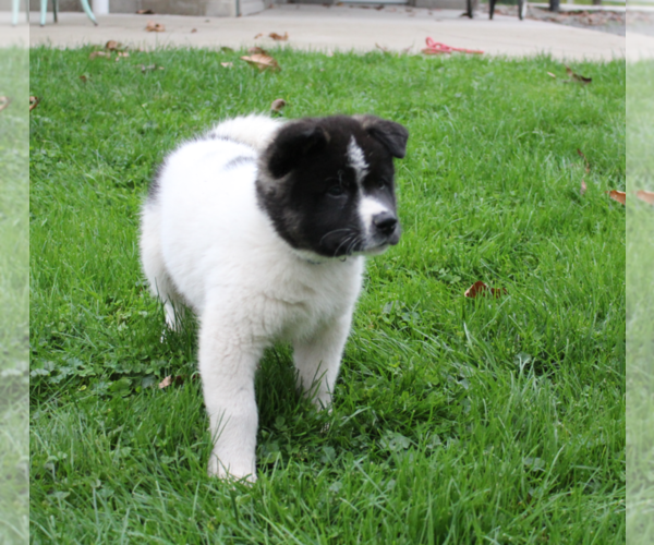 Medium Photo #6 Akita Puppy For Sale in FRESNO, OH, USA