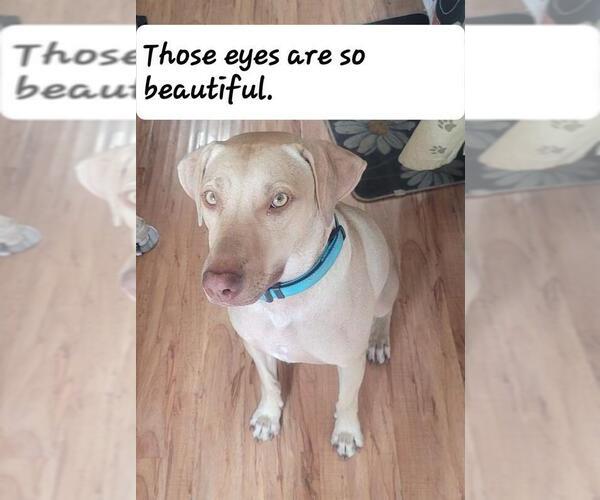 Medium Photo #1 Labmaraner Puppy For Sale in Palatine/Kildeer/Buffalo grove, IL, USA