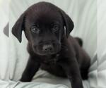 Small #2 Labrador Retriever Mix