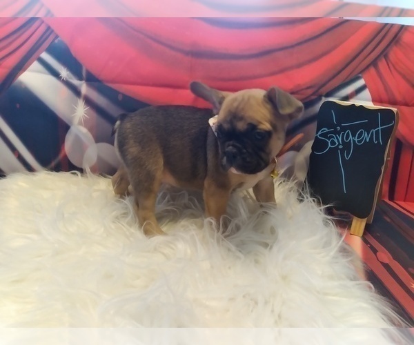Medium Photo #2 Bulldog Puppy For Sale in TACOMA, WA, USA