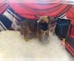 Small Photo #2 Bulldog Puppy For Sale in TACOMA, WA, USA
