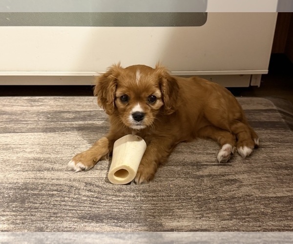 Medium Photo #5 Cavalier King Charles Spaniel Puppy For Sale in KANSAS CITY, MO, USA