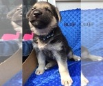 Small Photo #5 German Shepherd Dog Puppy For Sale in IONIA, MI, USA