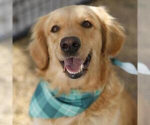 Golden Retriever-Unknown Mix Dogs for adoption in San Antonio, TX, USA