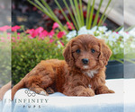 Image preview for Ad Listing. Nickname: Violet
