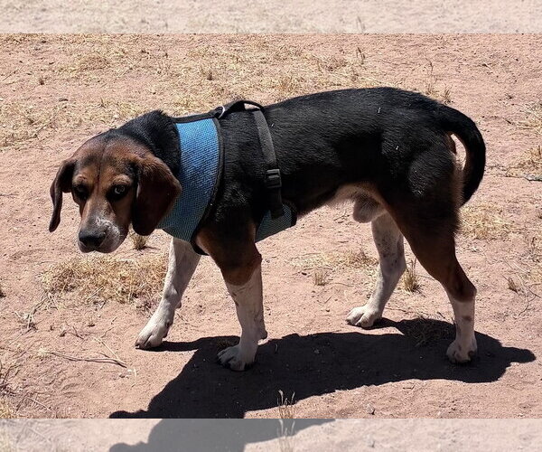 Medium Photo #4 Beagle Puppy For Sale in Apple Valley, CA, USA