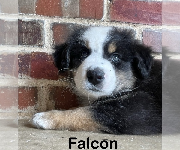 Medium Photo #2 Australian Shepherd Puppy For Sale in WAXAHACHIE, TX, USA