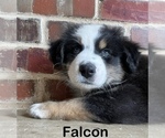 Small Photo #2 Australian Shepherd Puppy For Sale in WAXAHACHIE, TX, USA