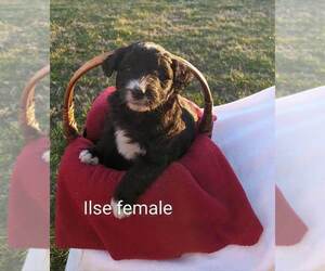 Goldendoodle-Poodle (Standard) Mix Puppy for sale in CLARKRANGE, TN, USA