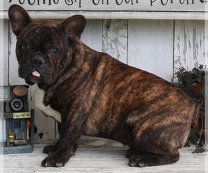 French Bulldog Puppy for sale in FREDERICKSBURG, OH, USA
