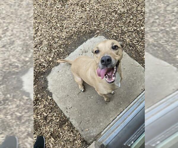 Medium Photo #1 Labbe Puppy For Sale in London, Ontario, Canada