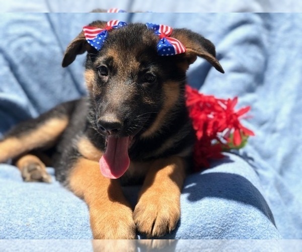 Medium Photo #1 German Shepherd Dog Puppy For Sale in EAST EARL, PA, USA