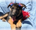Small Photo #1 German Shepherd Dog Puppy For Sale in EAST EARL, PA, USA