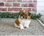 Small #4 Shih Tzu