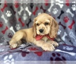 Small #1 Cocker Spaniel