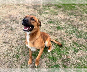 Akita-Unknown Mix Dogs for adoption in Grovetown, GA, USA