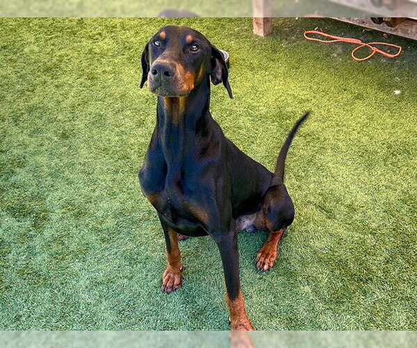 Medium Photo #1 Doberman Pinscher Puppy For Sale in Orange, CA, USA